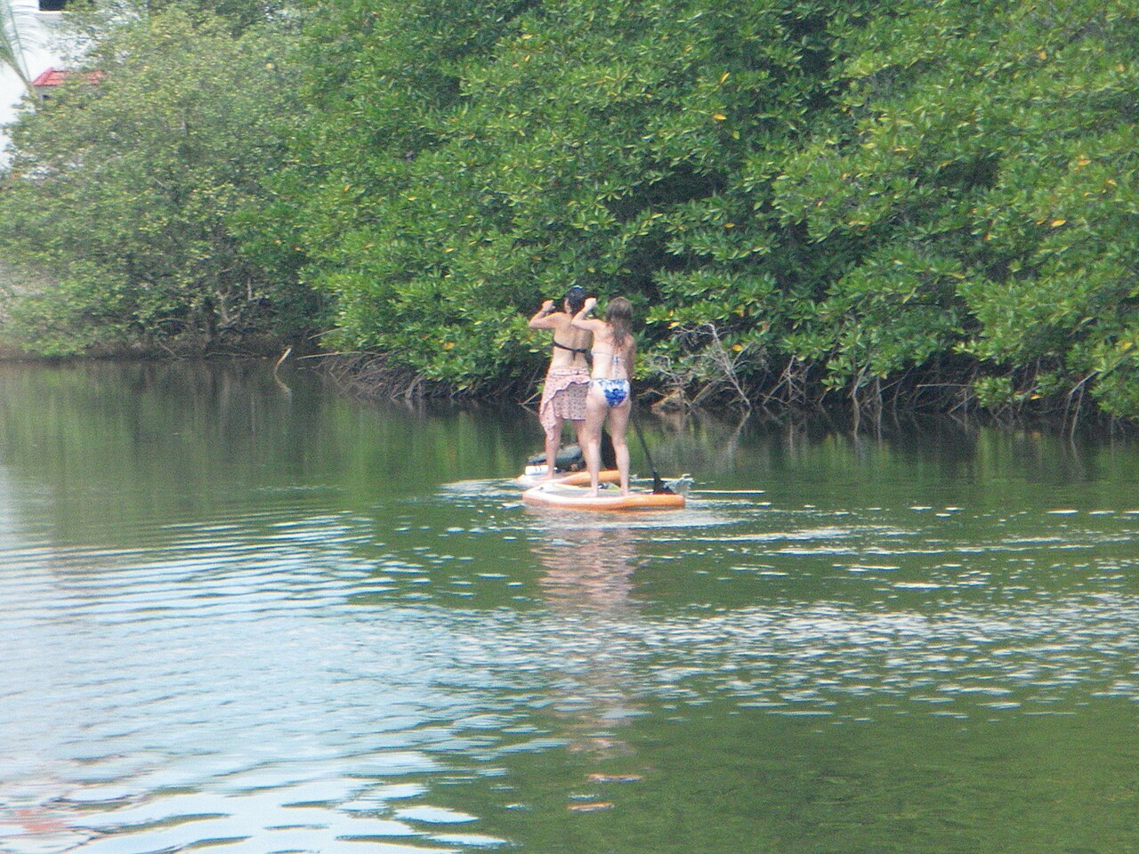 Two people on a stand-up paddleboard on calm green water